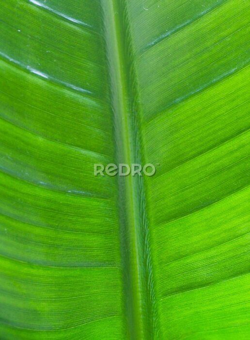Papier peint  Beautiful details of a a leaf of strelitzia
