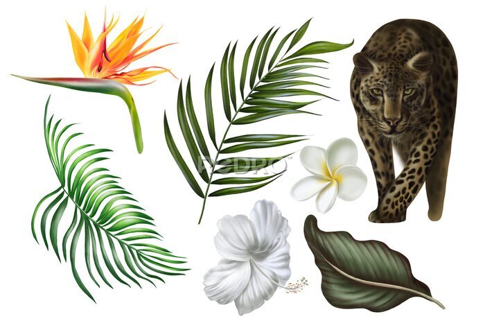 Papier peint  Beautiful digital set with tropical leaves, plumeria flowers and strelitzia flowers, animal leopard. 