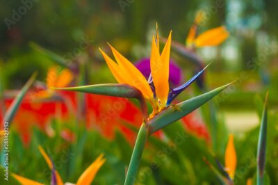 Papier peint  Beautiful exotic flower Royal Strelitzia in Asian tropical natural garden