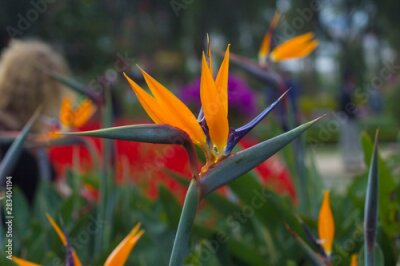 Papier peint  Beautiful exotic flower Royal Strelitzia in Asian tropical natural garden