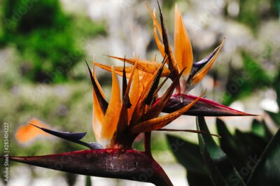 Papier peint  Beautiful exotic flower Royal Strelitzia in Asian tropical natural garden