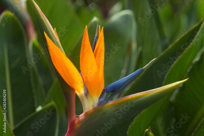 Papier peint  Beautiful exotic flower Royal Strelitzia in Asian tropical natural garden
