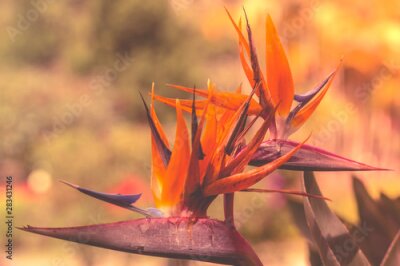 Papier peint  Beautiful exotic flower Royal Strelitzia in Asian tropical natural garden