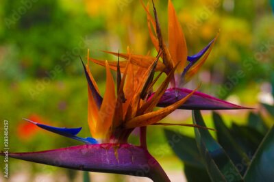 Papier peint  Beautiful exotic flower Royal Strelitzia in Asian tropical natural garden