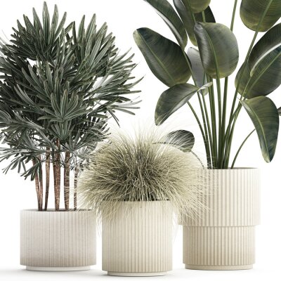 Papier peint  Beautiful Exotic Strelitzia Plants In A Pot