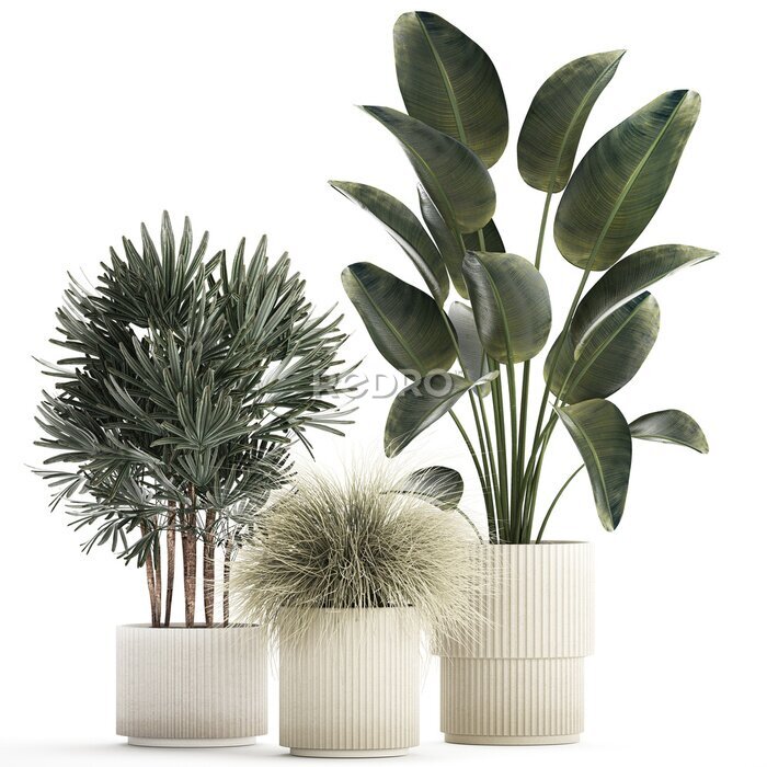 Papier peint  Beautiful Exotic Strelitzia Plants In A Pot