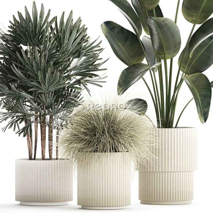 Papier peint  Beautiful Exotic Strelitzia Plants In A Pot