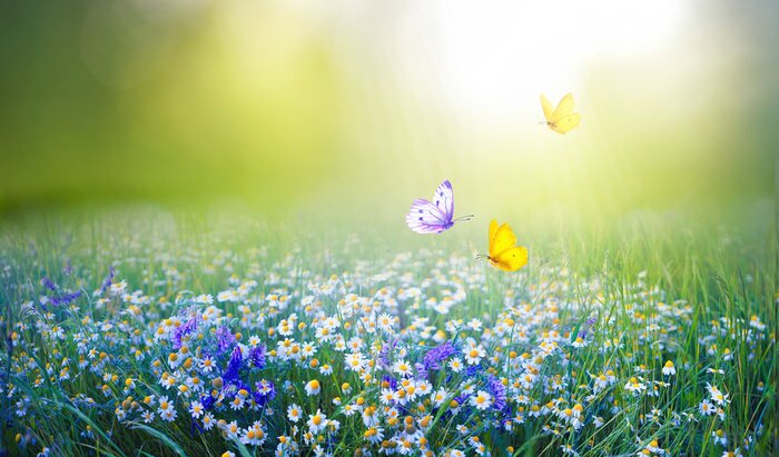 Papier peint  Beautiful field meadow flowers chamomile and violet wild bells and three flying butterflies in morning green grass in sunlight, natural landscape. Delightful pastoral airy fresh artistic image nature.