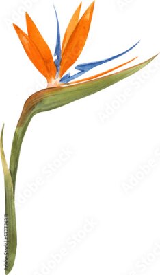 Papier peint  Beautiful floral stock clip art png illustration with hand drawn watercolor tropical Strelitzia flower.