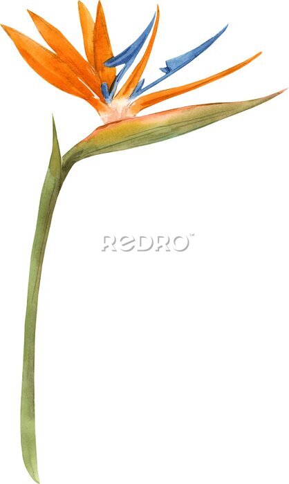 Papier peint  Beautiful floral stock clip art png illustration with hand drawn watercolor tropical Strelitzia flower.