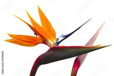 Papier peint  Beautiful flower of crane flower, Strelitzia