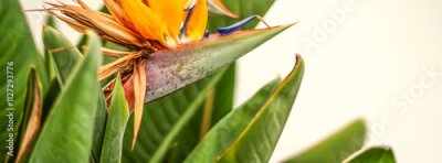Papier peint  Beautiful flower strelitzia reginae, bird of paradise growing in a garden.