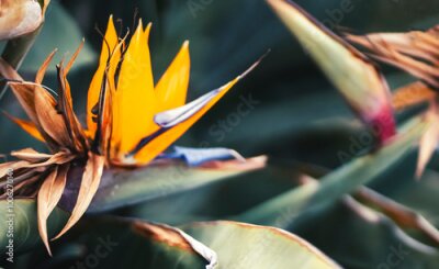Papier peint  Beautiful flower strelitzia reginae, bird of paradise growing in a garden.