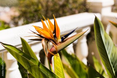 Papier peint  Beautiful flower Strelitzia reginae in the garden. Landscaping