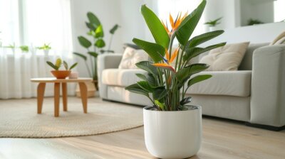 Papier peint  Beautiful flowering Strelitzia plants in a white ceramic large pot in the interior of a modern bright living room