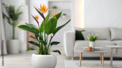Papier peint  Beautiful flowering Strelitzia plants in a white ceramic large pot in the interior of a modern bright living room