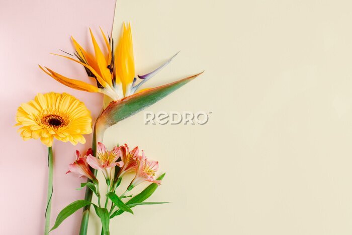 Papier peint  Beautiful flowers (Alstroemeria, Gerbera and Strelitzia reginae) on a pink pastel background.