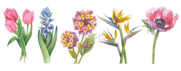 Papier peint  Beautiful flowers. Spring collection of watercolor elements on a white background. Pink tulips, hyacinth, lantana, strelitzia, anemone. Pictures for romantic design, wedding decoration, flower shop.
