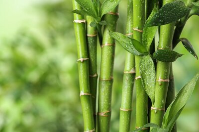 Papier peint  Beautiful green bamboo stems on blurred background