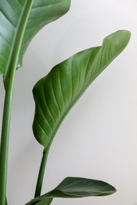Papier peint  Beautiful green leaves and stem of Strelitzia nicolai (Giant White Bird of Paradise) Plant