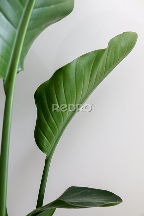 Papier peint  Beautiful green leaves and stem of Strelitzia nicolai (Giant White Bird of Paradise) Plant