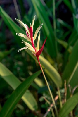 Papier peint  Beautiful heliconia psittacorum, Heliconia spathocircinata golden torch, Strelitzia, lady diana, latispatha, yellow and red flower blooming among the leaves in the garden. Tropical flowers.