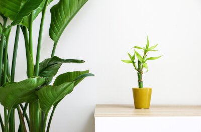 Papier peint  Beautiful houseplants, a tiny lucky bamboo (Dracaena Sanderiana) plant on wooden surface next to Giant White Bird of Paradise Plant (Strelitzia nicolai) decorating and freshening up home interior