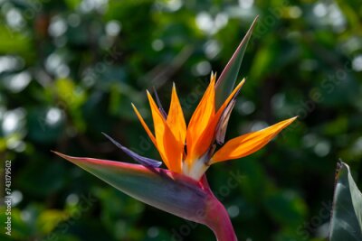 Papier peint  Beautiful image of a Bird of Paradise flower, Strelitzia reginae also called the Crane flower.