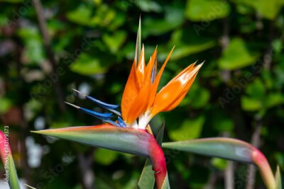 Papier peint  Beautiful image of a Bird of Paradise flower, Strelitzia reginae also called the Crane flower.