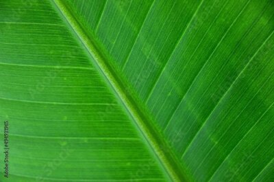 Papier peint  Beautiful leaf of Strelitzia nicolai (Giant White Bird of Paradise) Plant in extreme detail showing its beautiful veins and venation pattern, selective focus