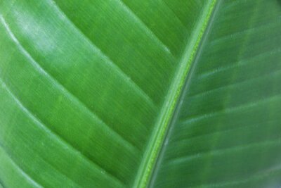 Papier peint  Beautiful leaf of Strelitzia nicolai (Giant White Bird of Paradise) Plant, showing detail of its veins, venation pattern