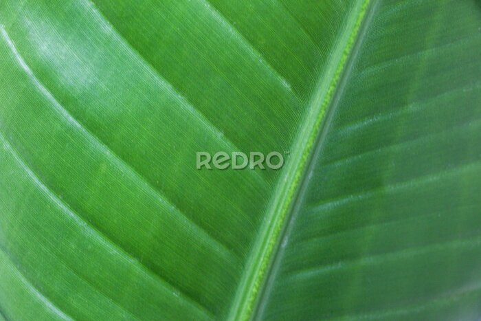 Papier peint  Beautiful leaf of Strelitzia nicolai (Giant White Bird of Paradise) Plant, showing detail of its veins, venation pattern