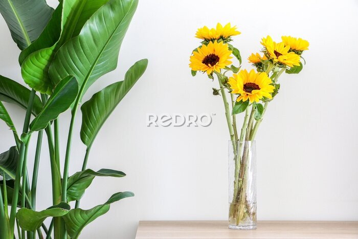 Papier peint  Beautiful natural yellow sunflowers (Helianthus) in a cylindrical glass vase on wooden surface besides a Giant White Bird of Paradise Plant (Strelitzia nicolai) decorating home interior