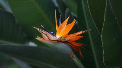 Papier peint  Beautiful Nature Plant of Strelitzia, bird of paradise flower