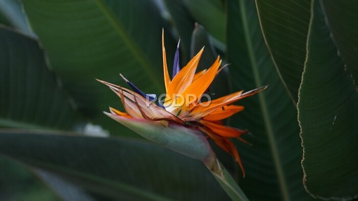 Papier peint  Beautiful Nature Plant of Strelitzia, bird of paradise flower
