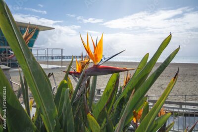 Papier peint  Beautiful orange flower found in warm countries.Strelitzia reginae or bird of paradise.