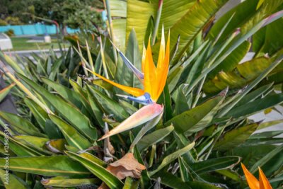 Papier peint  Beautiful orange flower found in warm countries.Strelitzia reginae or bird of paradise.