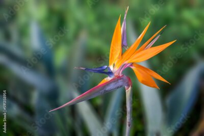 Papier peint  Beautiful orange flower in Madeira island, Portugal. Strelitzia reginae or bird of paradise.