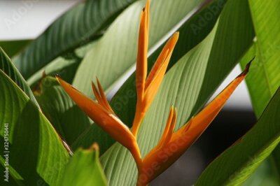 Papier peint  Beautiful orange Strelitzia bird of paradise flower with blurred leaves in the background