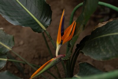 Papier peint  Beautiful paradise Strelitzia flower blooming on a bush. The bright bird of paradise flower Strelitzia blooms on a long stalk. A large juicy blooming flower on an arrow.