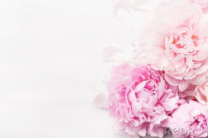 Papier peint  beautiful pink peony flower background