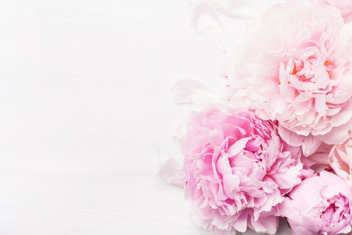 Papier peint  beautiful pink peony flower background