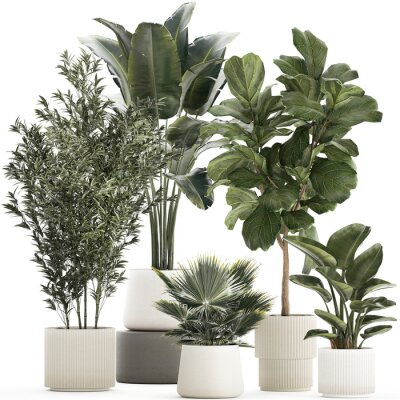 Papier peint  Beautiful plant Strelitzia Ficus palm trees in pots 