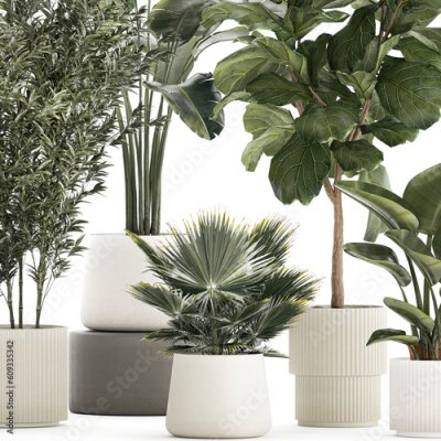 Papier peint  Beautiful plant Strelitzia Ficus palm trees in pots 