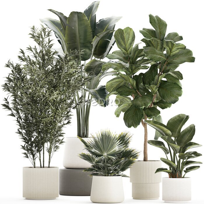 Papier peint  Beautiful plant Strelitzia Ficus palm trees in pots 