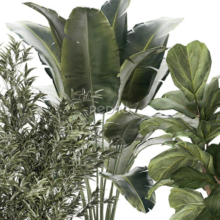 Papier peint  Beautiful plant Strelitzia Ficus palm trees in pots 