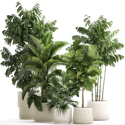 Papier peint  Beautiful plants Ficus palm Strelitzia in flower pots on a white background