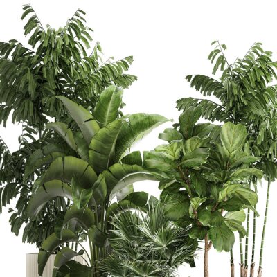 Papier peint  Beautiful plants Ficus palm Strelitzia in flower pots on a white background