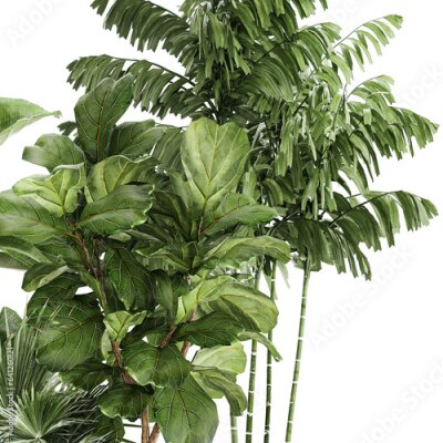 Papier peint  Beautiful plants Ficus palm Strelitzia in flower pots on a white background