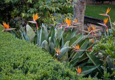 Papier peint  Beautiful Red and Orange Bird of Paradise Flowers (Strelitzia Reginae) in Santiago, Chile.